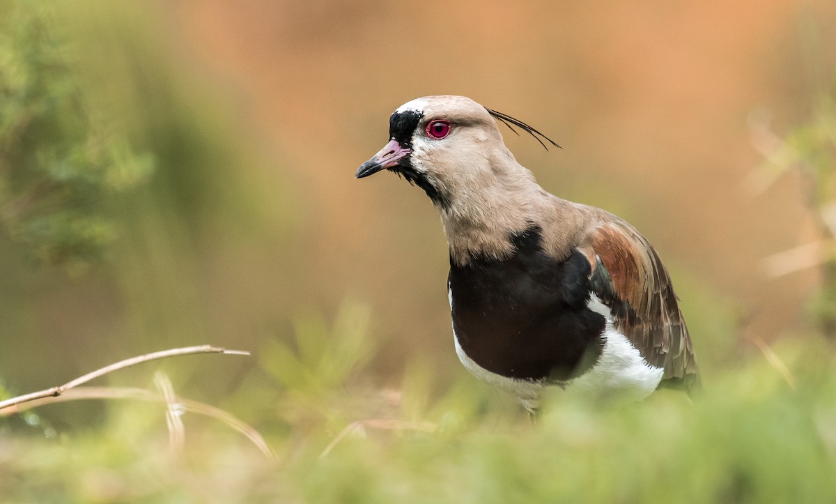 Southern Lapwing - ML126907981