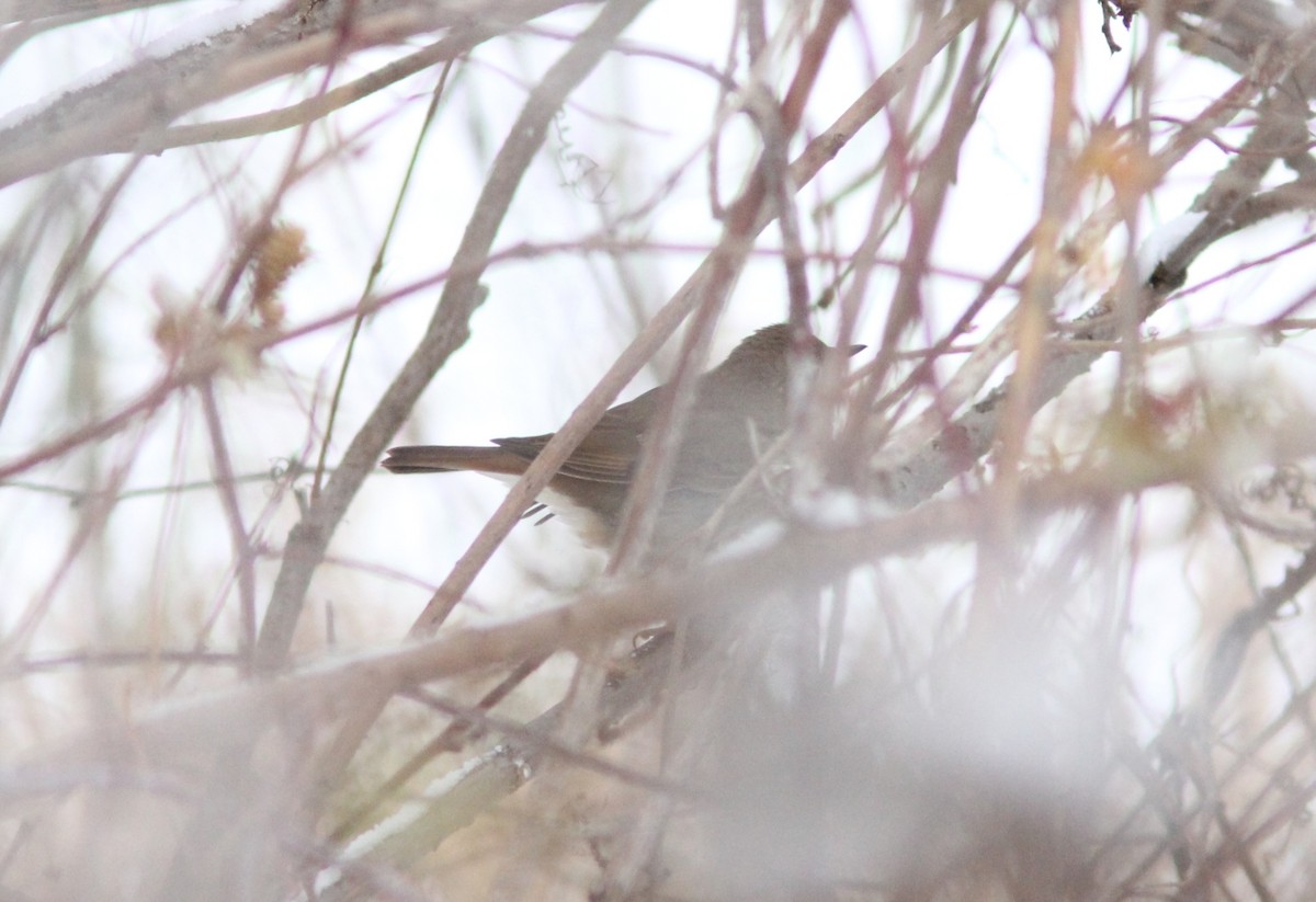 Hermit Thrush - Caleb Putnam