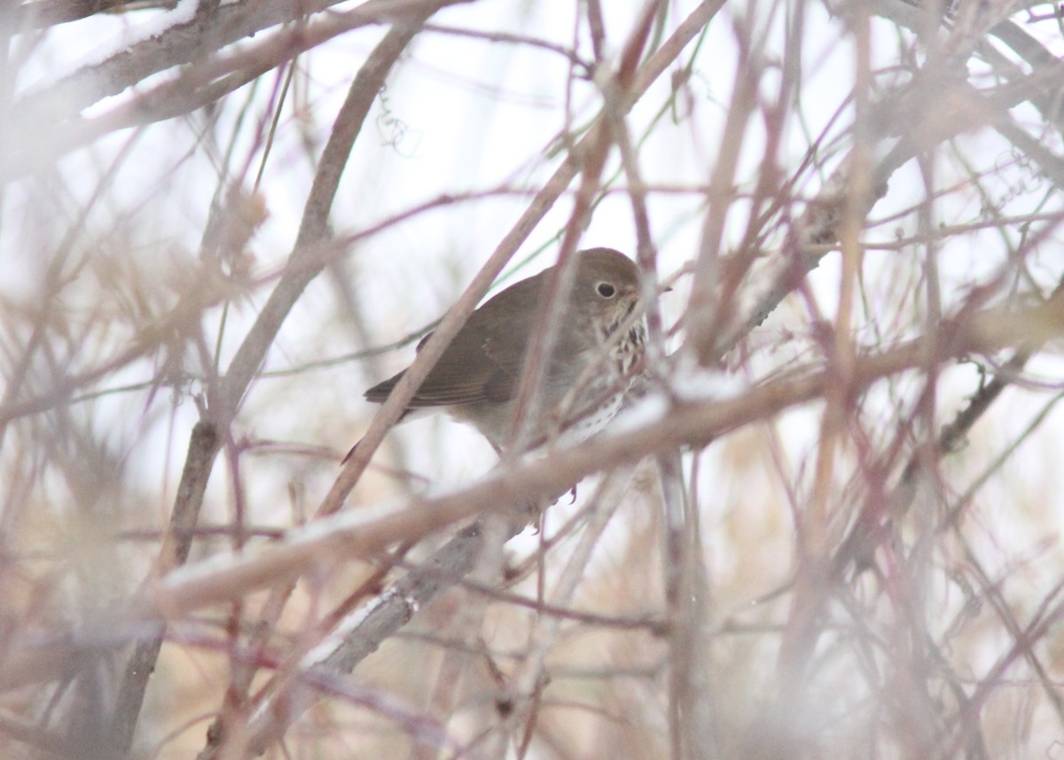 Hermit Thrush - ML126908371