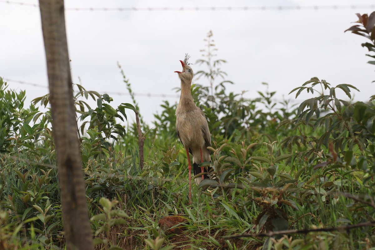 Red-legged Seriema - ML126908401