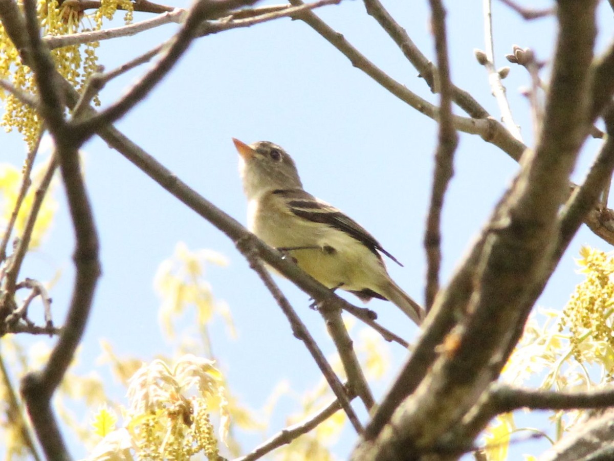 Yellow-bellied Flycatcher - ML126909111