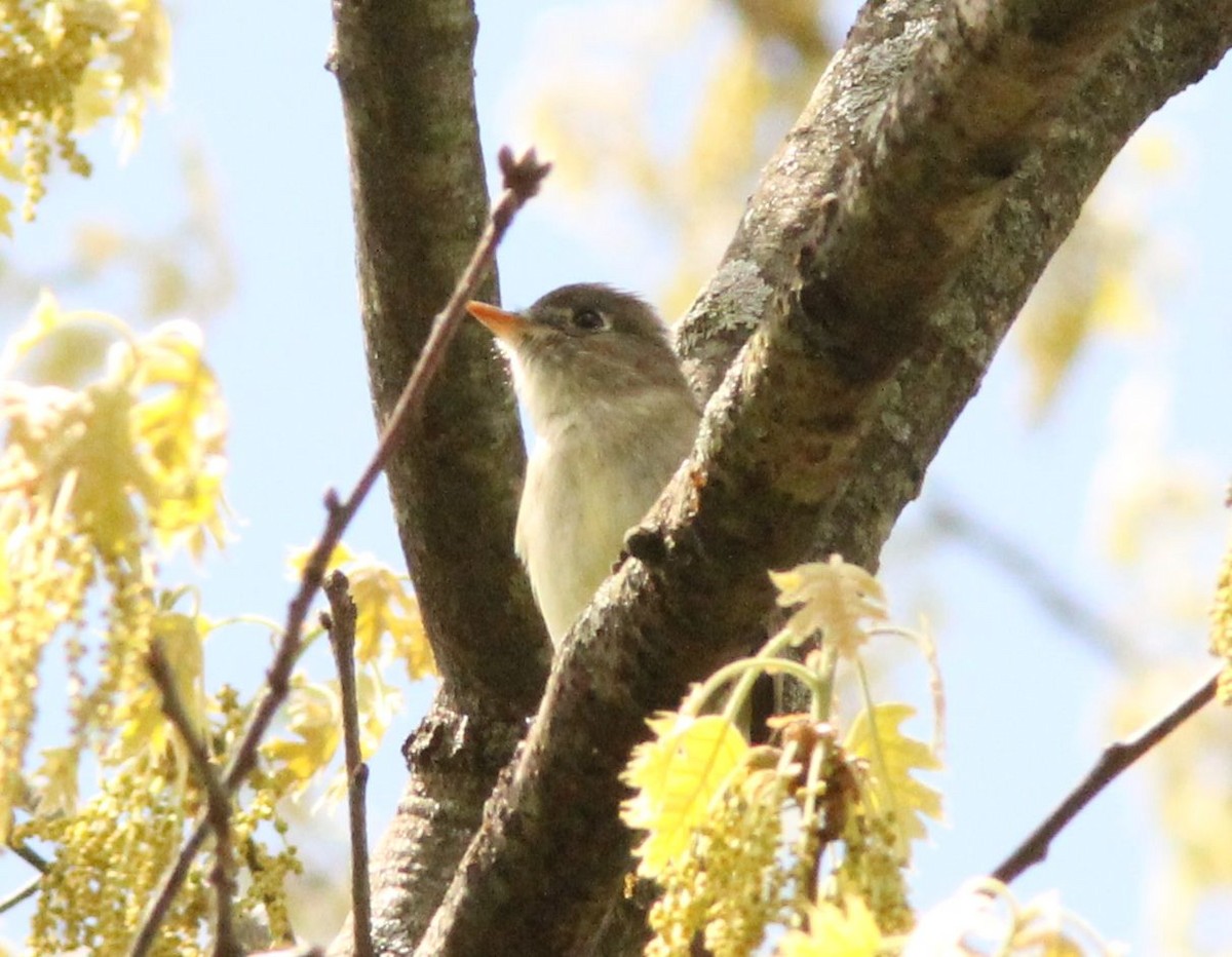 Yellow-bellied Flycatcher - ML126909131