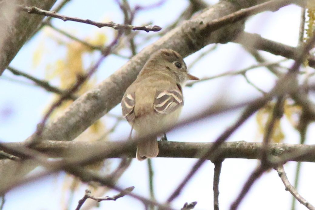 Yellow-bellied Flycatcher - ML126909171