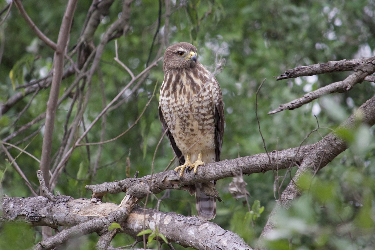 Roadside Hawk - ML126909411