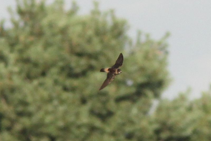 Cliff Swallow - ML126910791