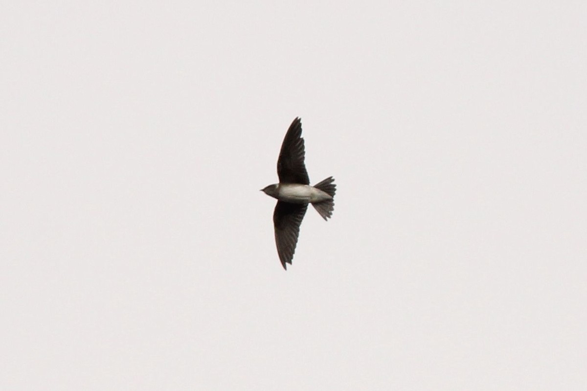 Purple Martin - ML126910831