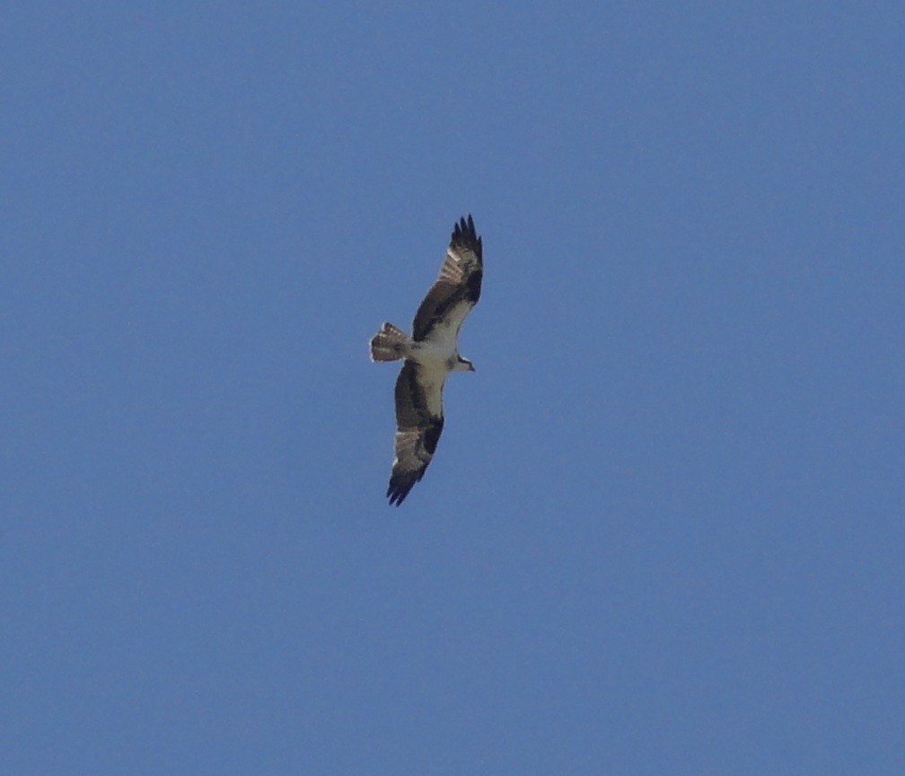 Osprey - ML126911331