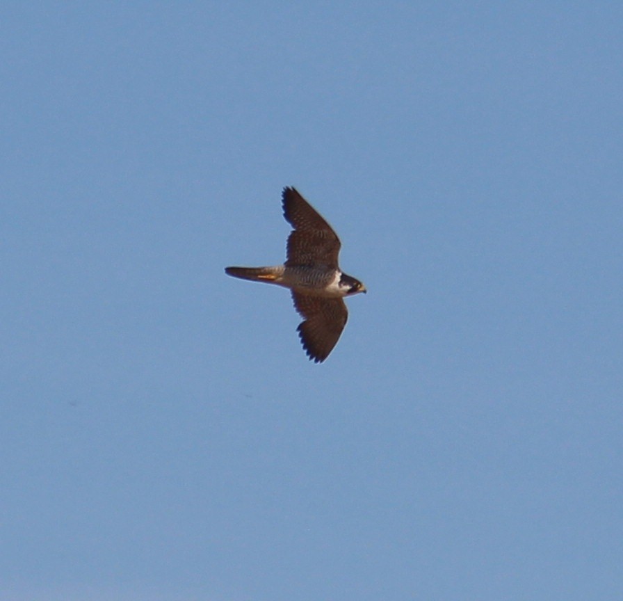 Peregrine Falcon - ML126911481