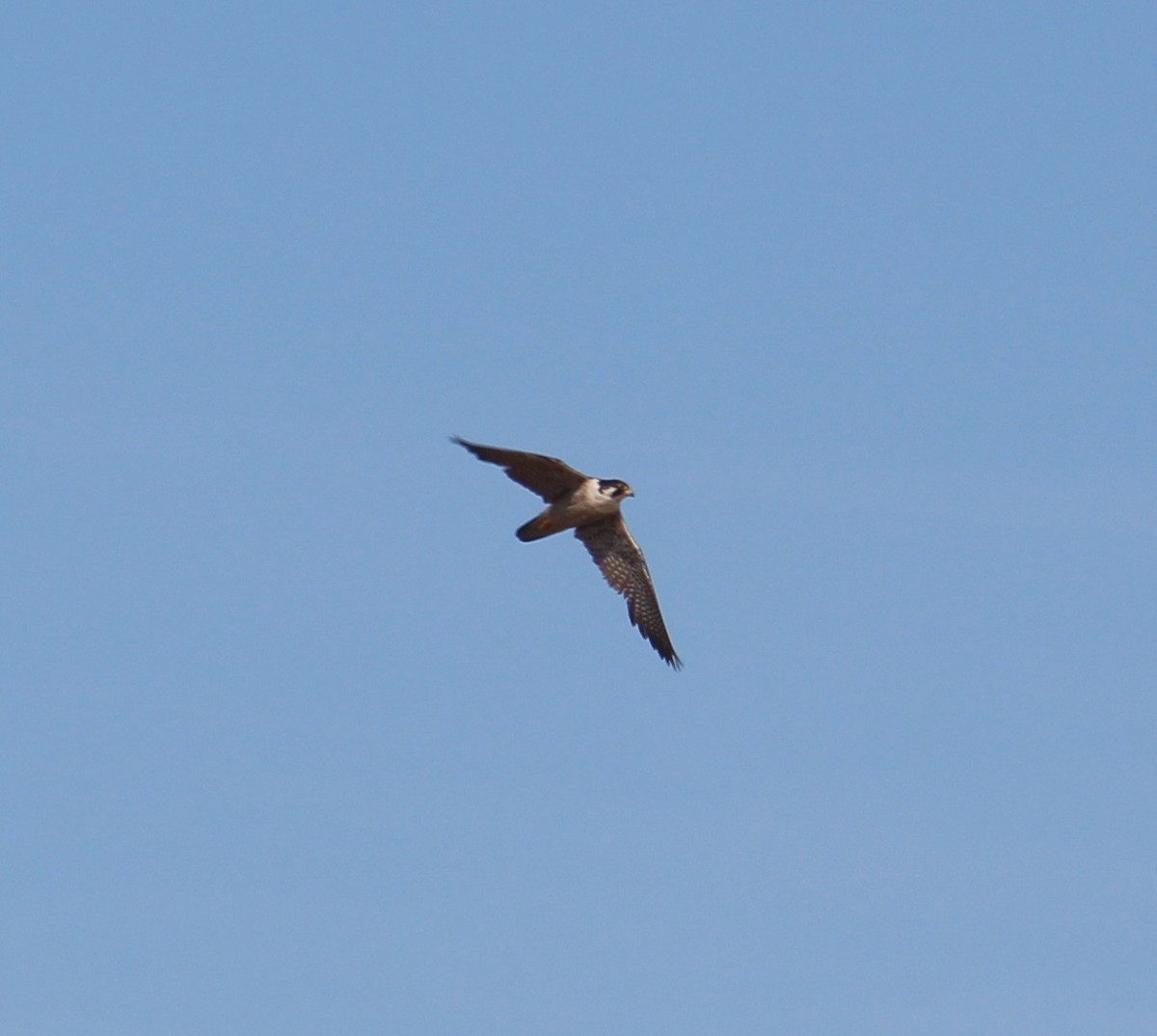 Peregrine Falcon - ML126911491