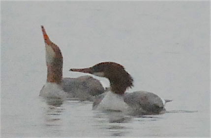 Common Merganser - Anonymous