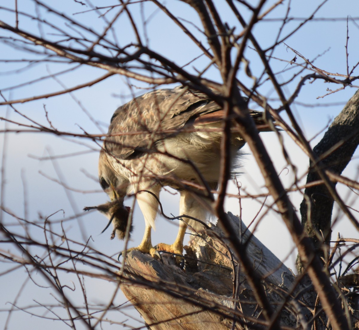 Red-tailed Hawk - ML126913141