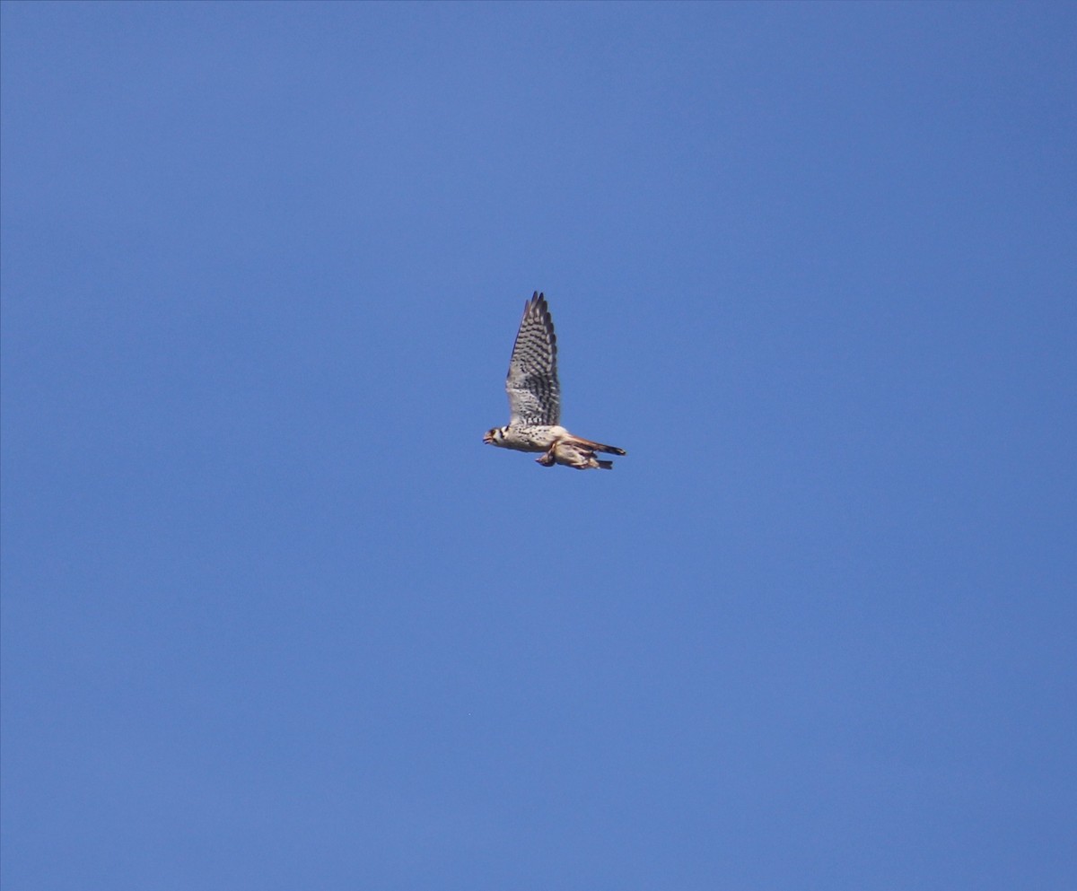 American Kestrel - ML126913421