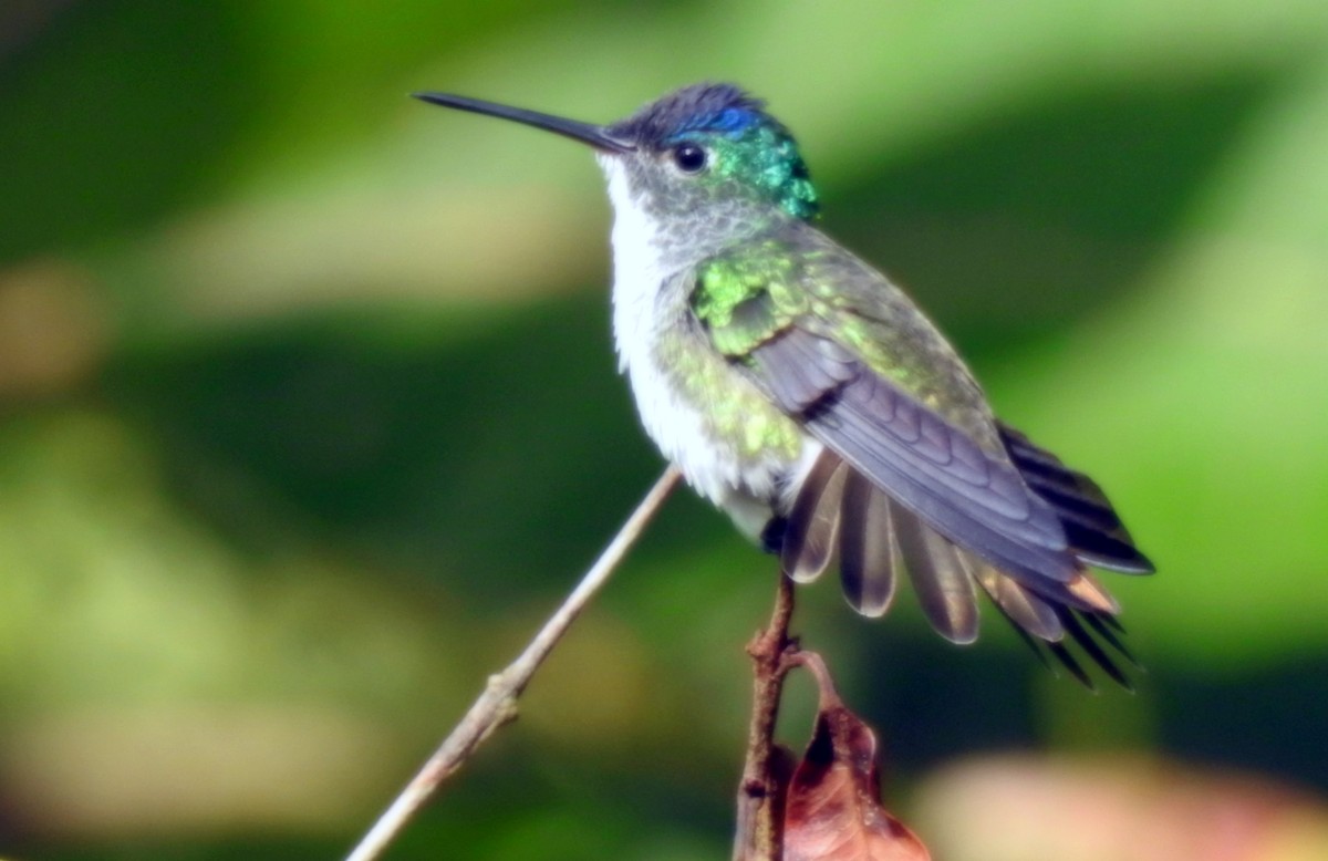 kolibřík andský - ML126914121
