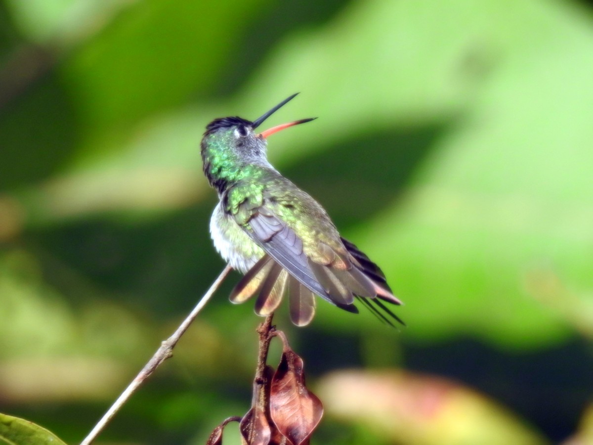 kolibřík andský - ML126914251