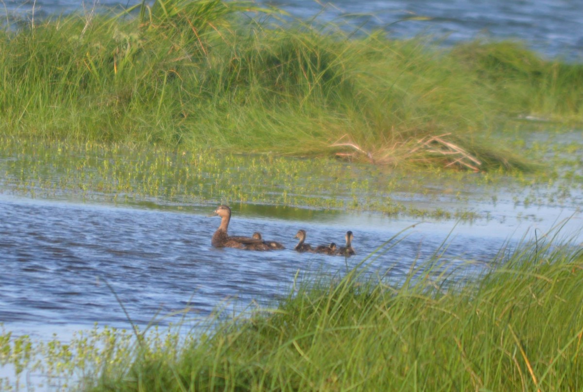 American Black Duck - Andy Gilbert