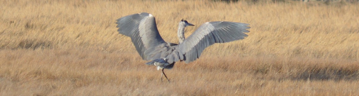 Great Blue Heron - ML126914821