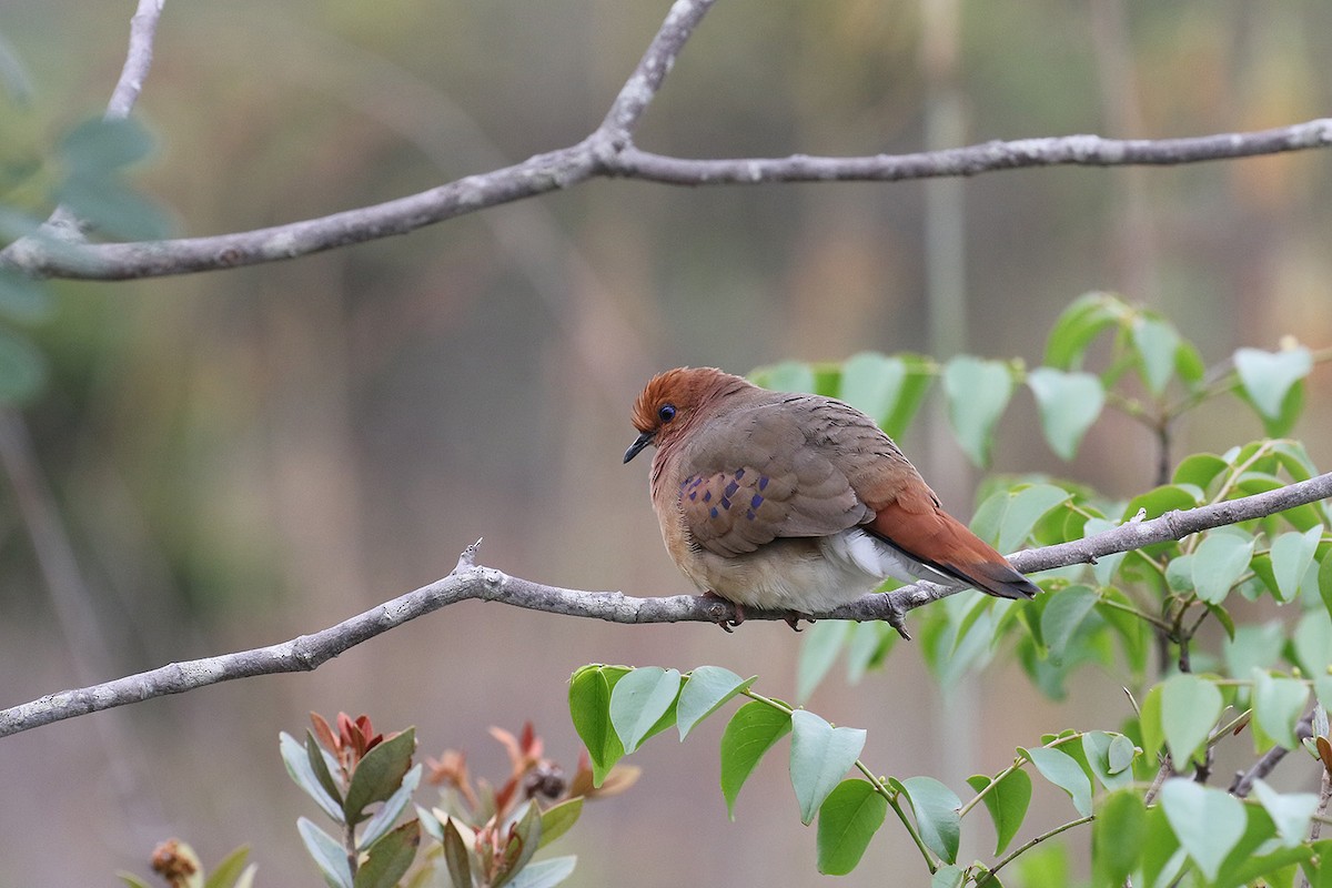 Blue-eyed Ground Dove - Fabrice Schmitt