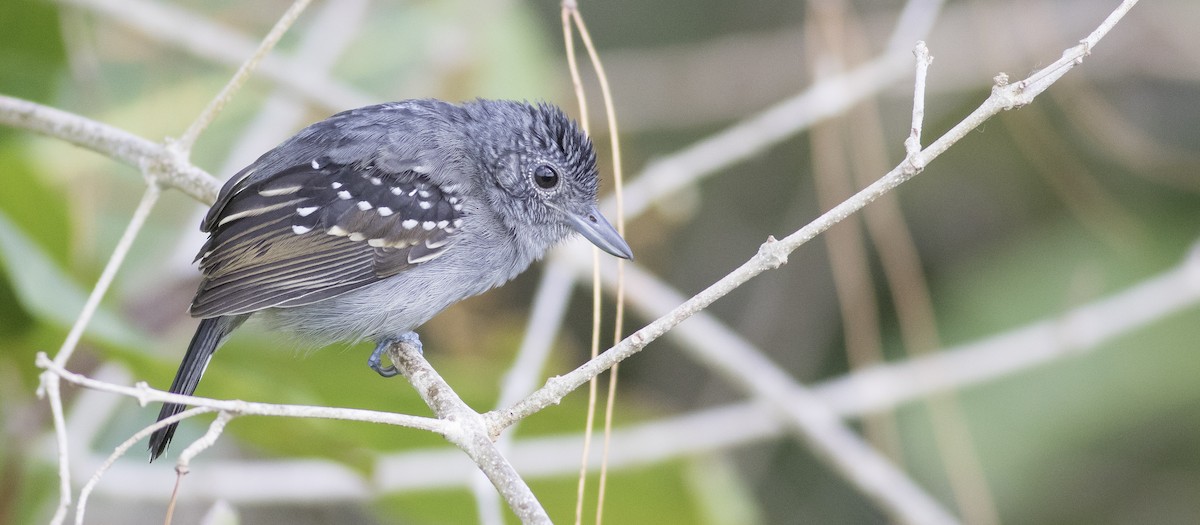 Black-crowned Antshrike - Caleb Putnam