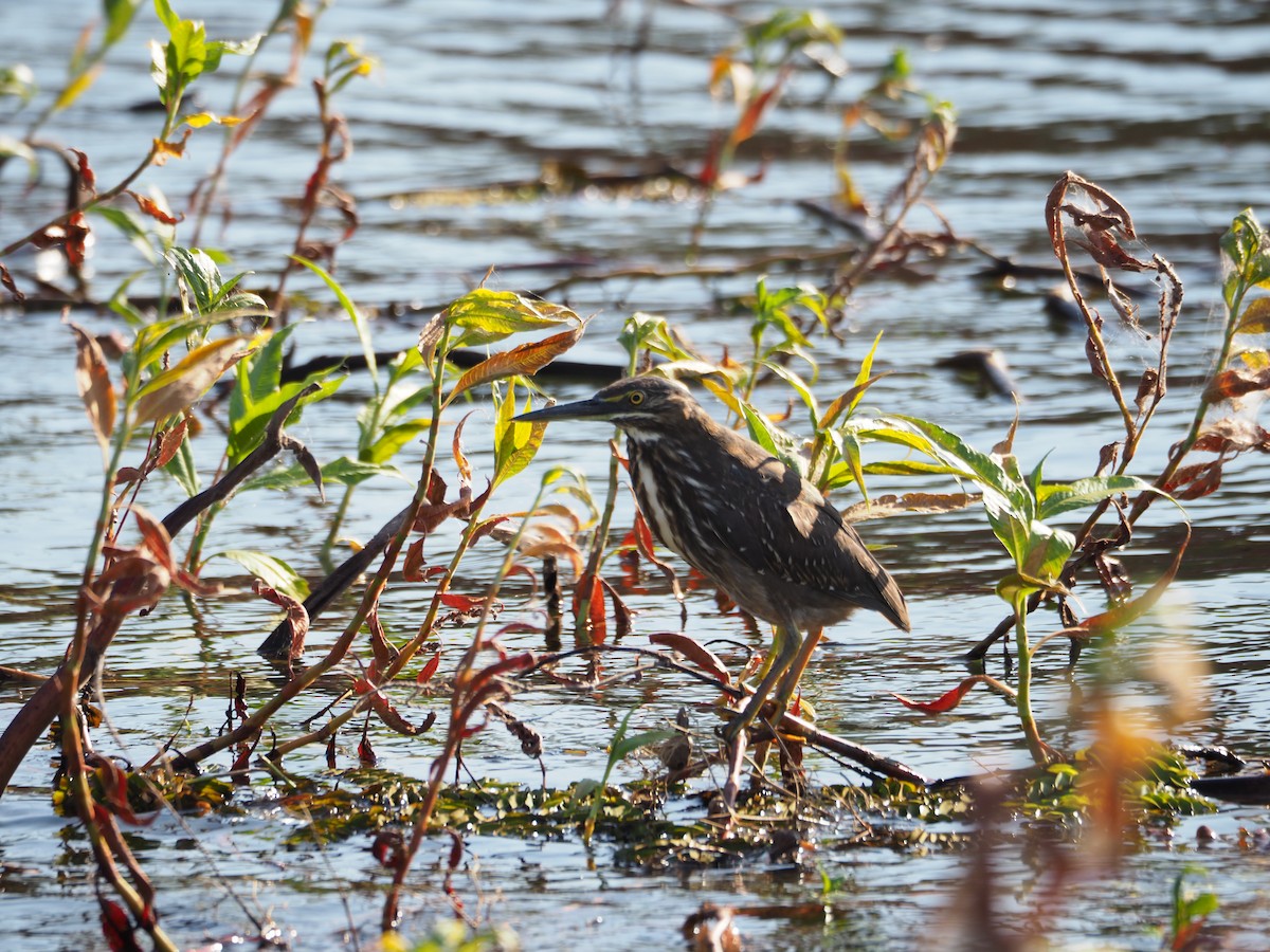 Striated Heron - ML126918021