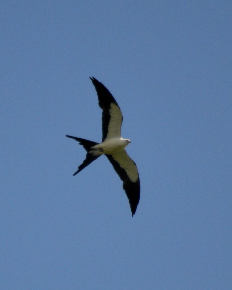 Swallow-tailed Kite - ML126918101