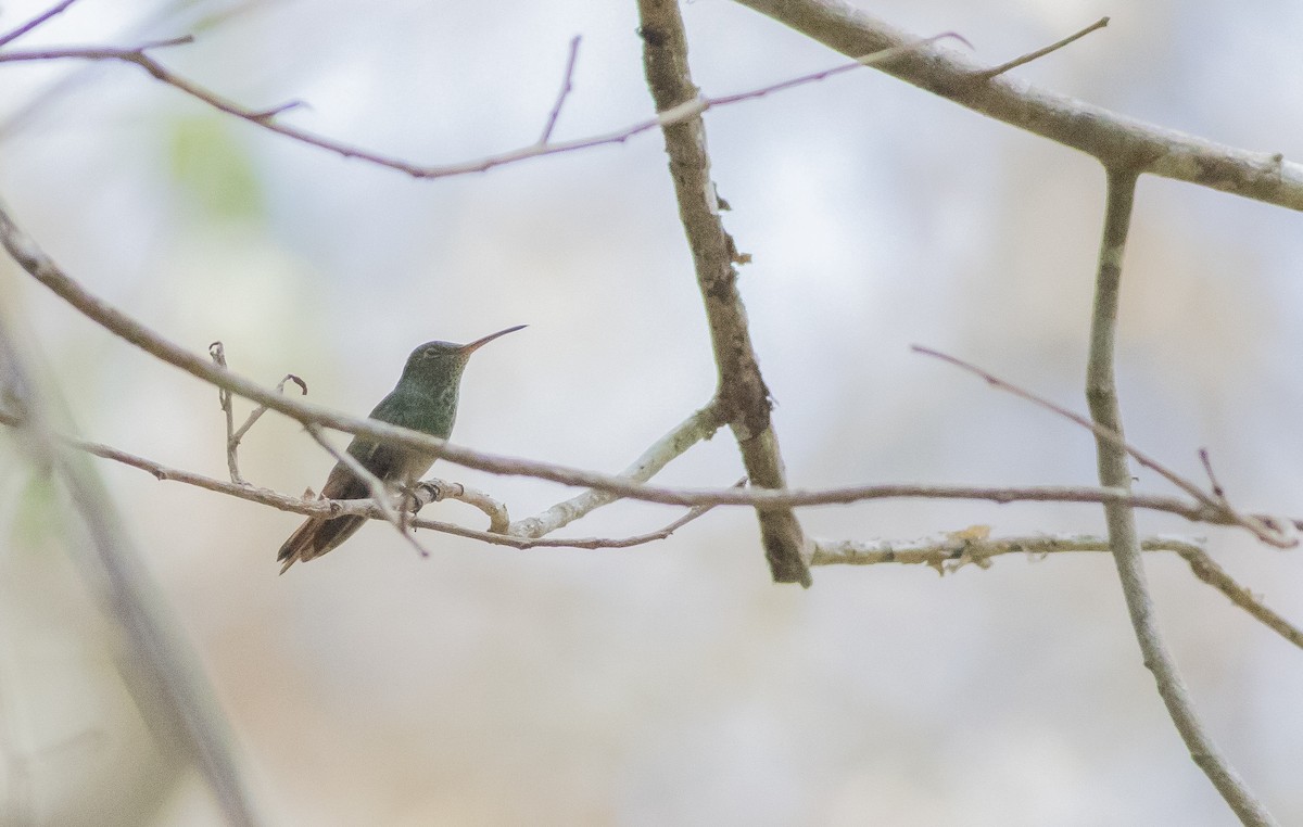 Rufous-tailed Hummingbird - Caleb Putnam