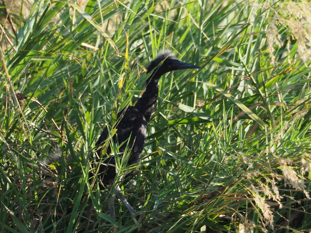 Black Heron - ML126918781