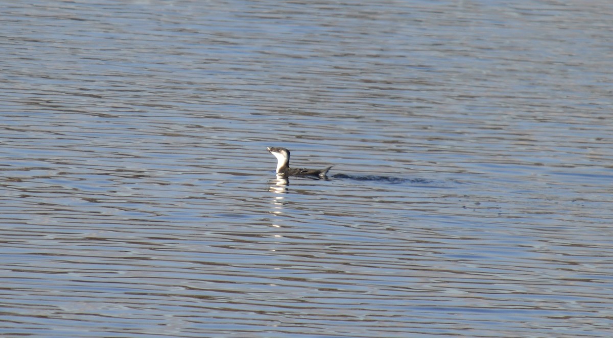 Razorbill - ML126919061