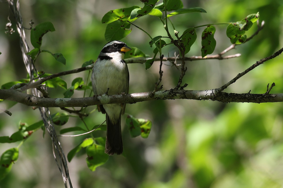 Sao Francisco Sparrow - ML126919481