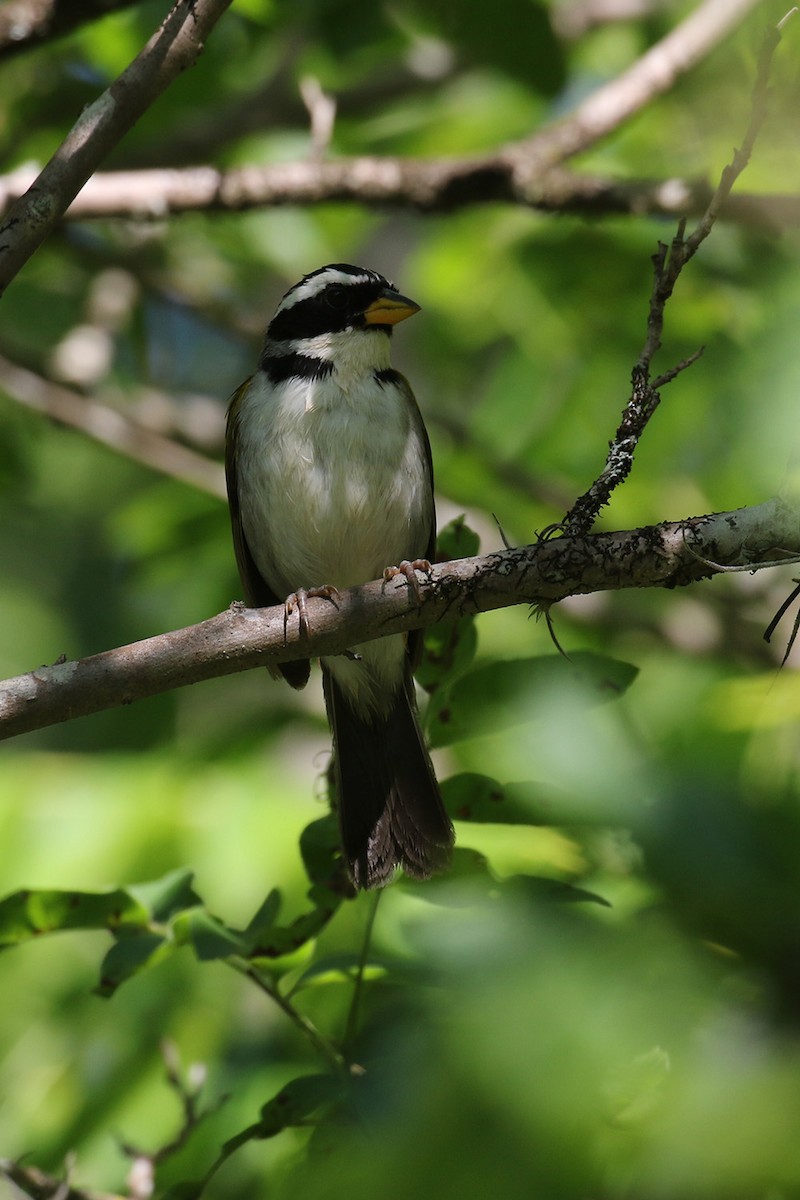 Sao Francisco Sparrow - ML126919491