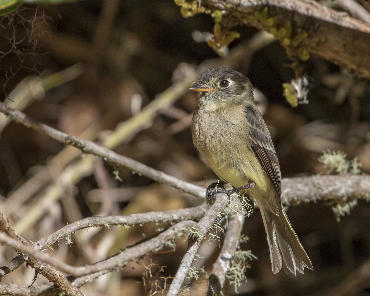 Black-capped Flycatcher - Caleb Putnam