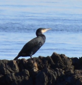 Great Cormorant - ML126919991