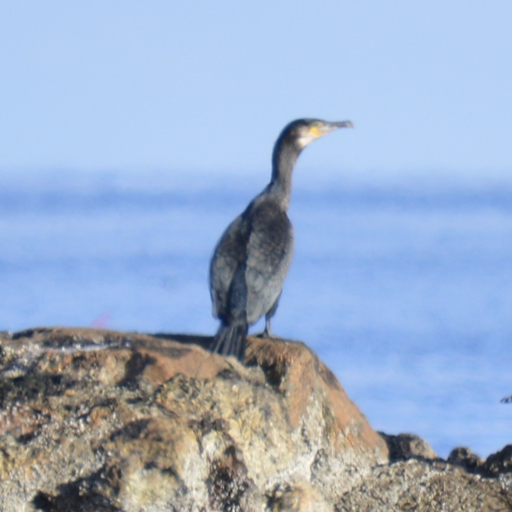 Great Cormorant - ML126920031