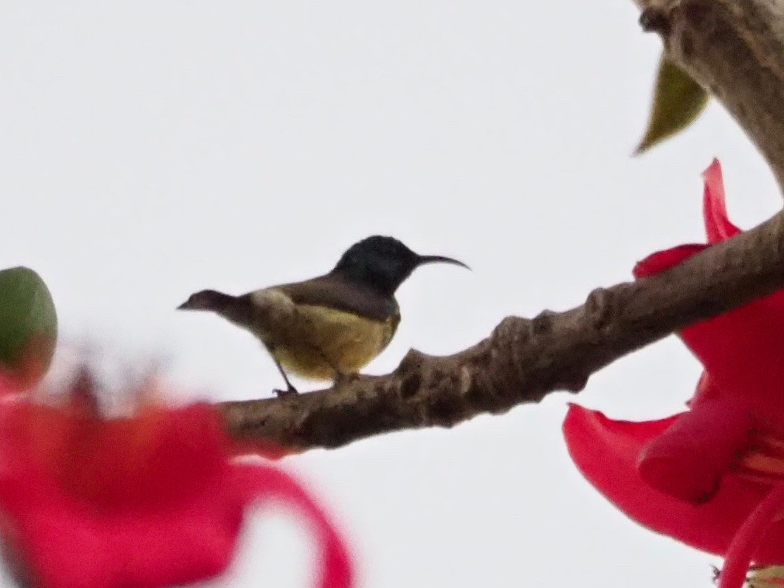 Souimanga Sunbird - ML126920171