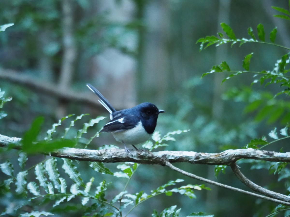 Madagascar Magpie-Robin - ML126920471