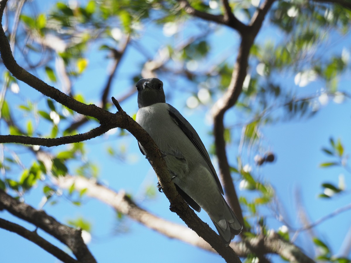 Madagascar Cuckooshrike - ML126920611