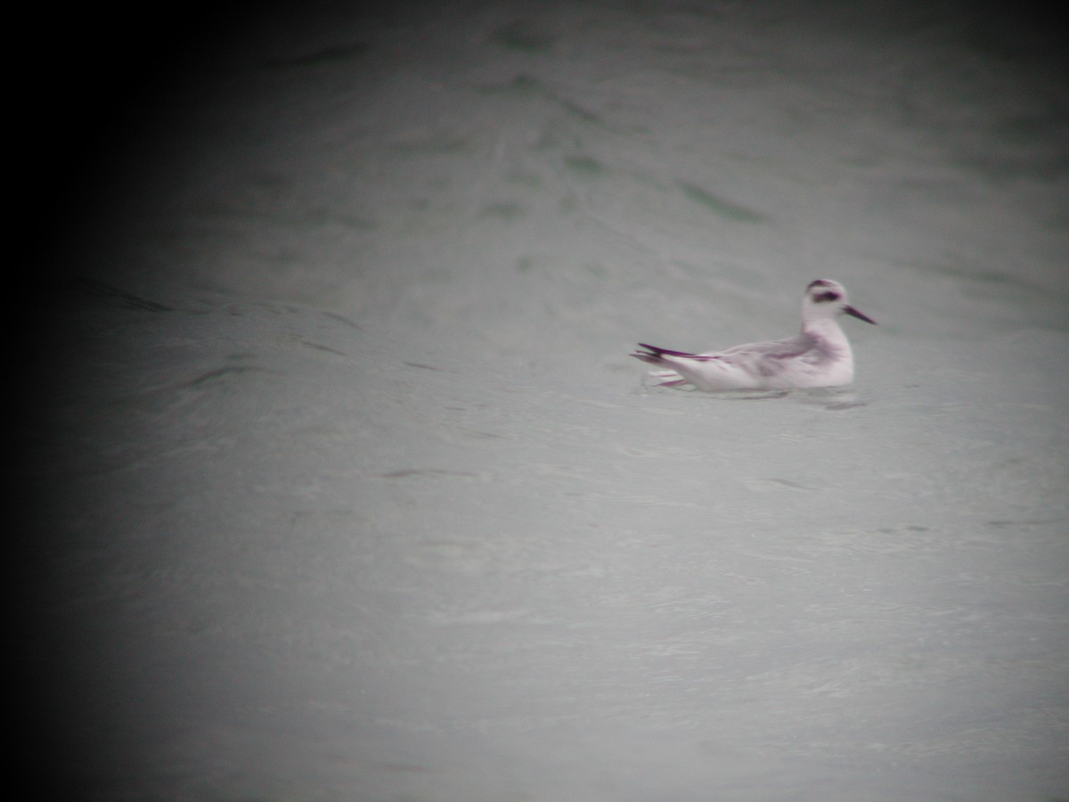 Phalarope à bec large - ML126921611