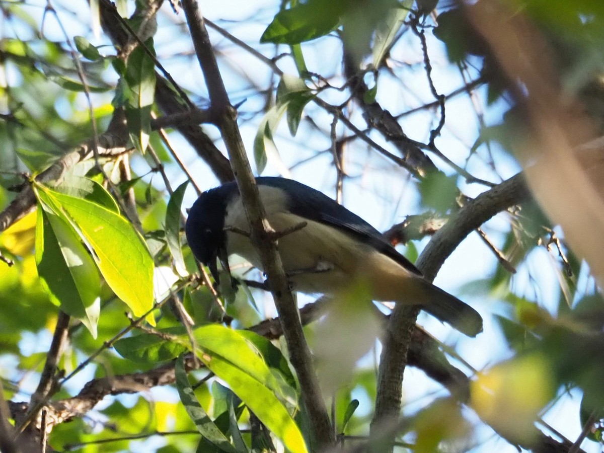 Vanga Azul (madagascarinus) - ML126921831