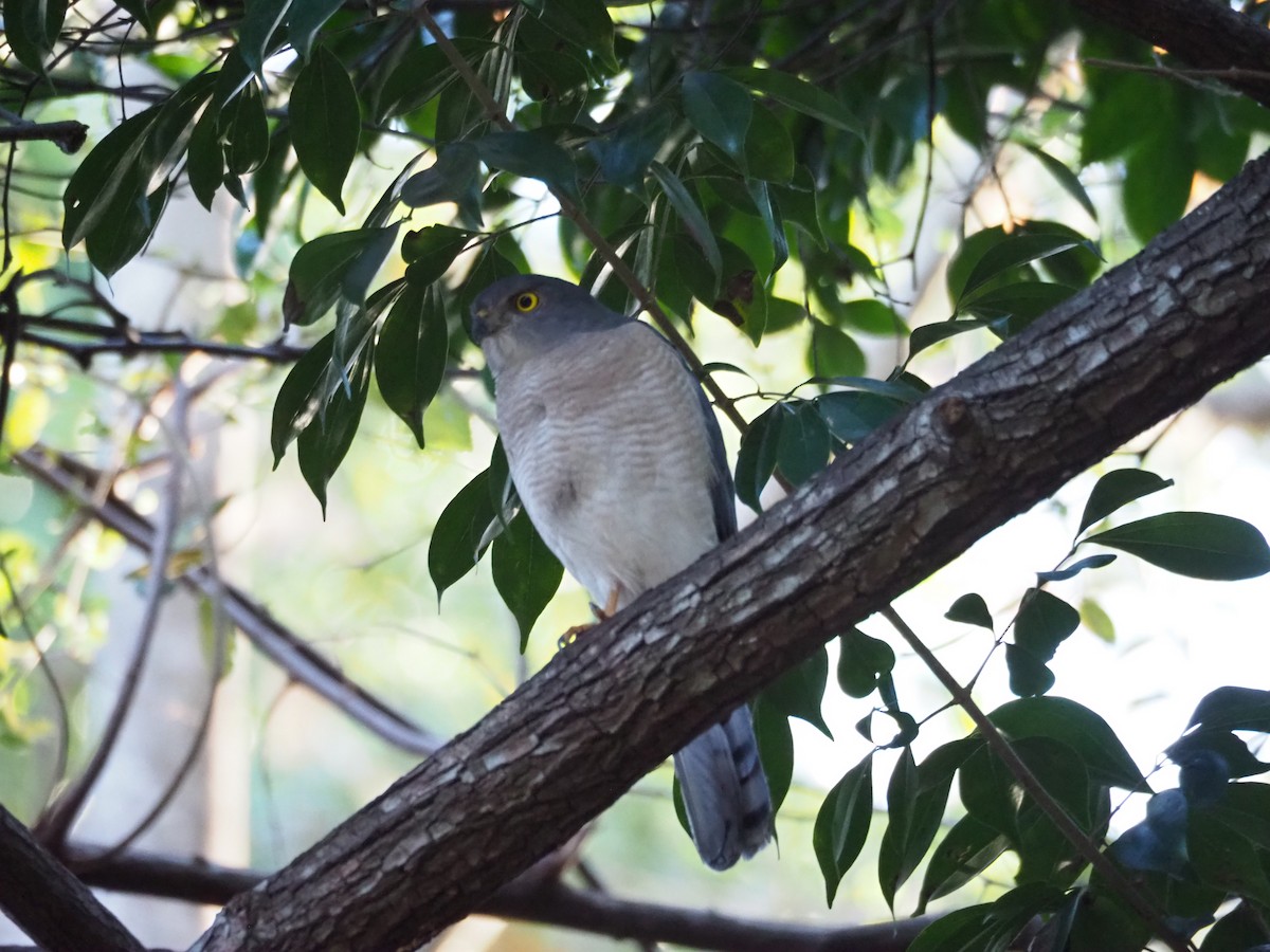 Frances's Sparrowhawk - ML126922191