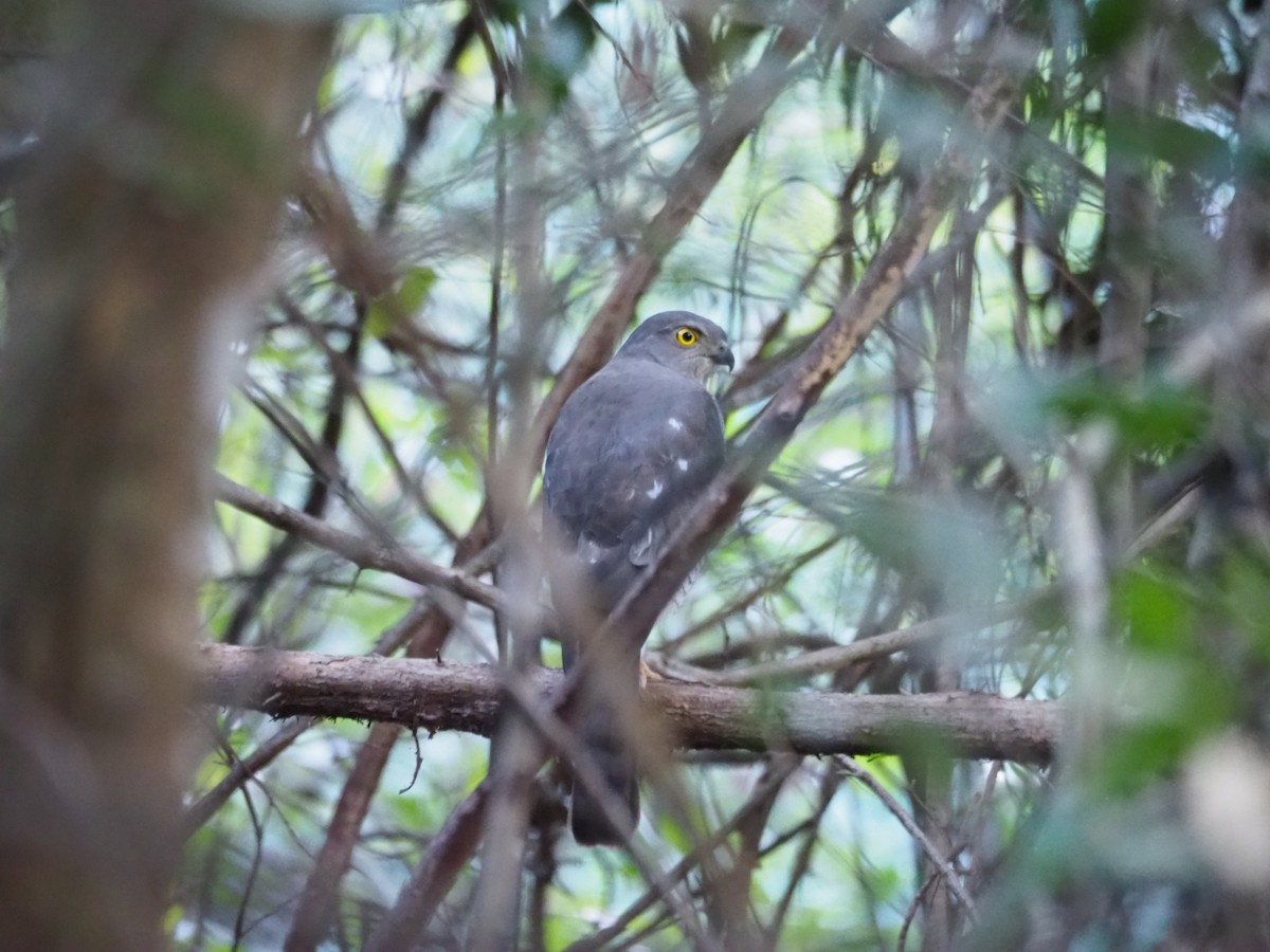 Frances's Sparrowhawk - ML126922201