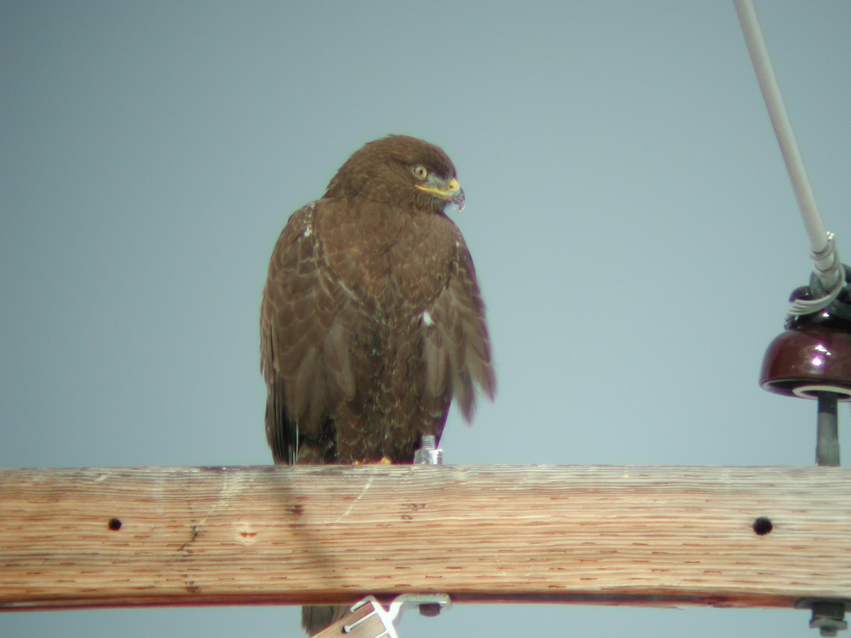 Ferruginous Hawk - Caleb Putnam