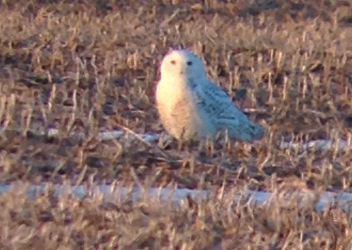 Snowy Owl - Andrew S. Aldrich