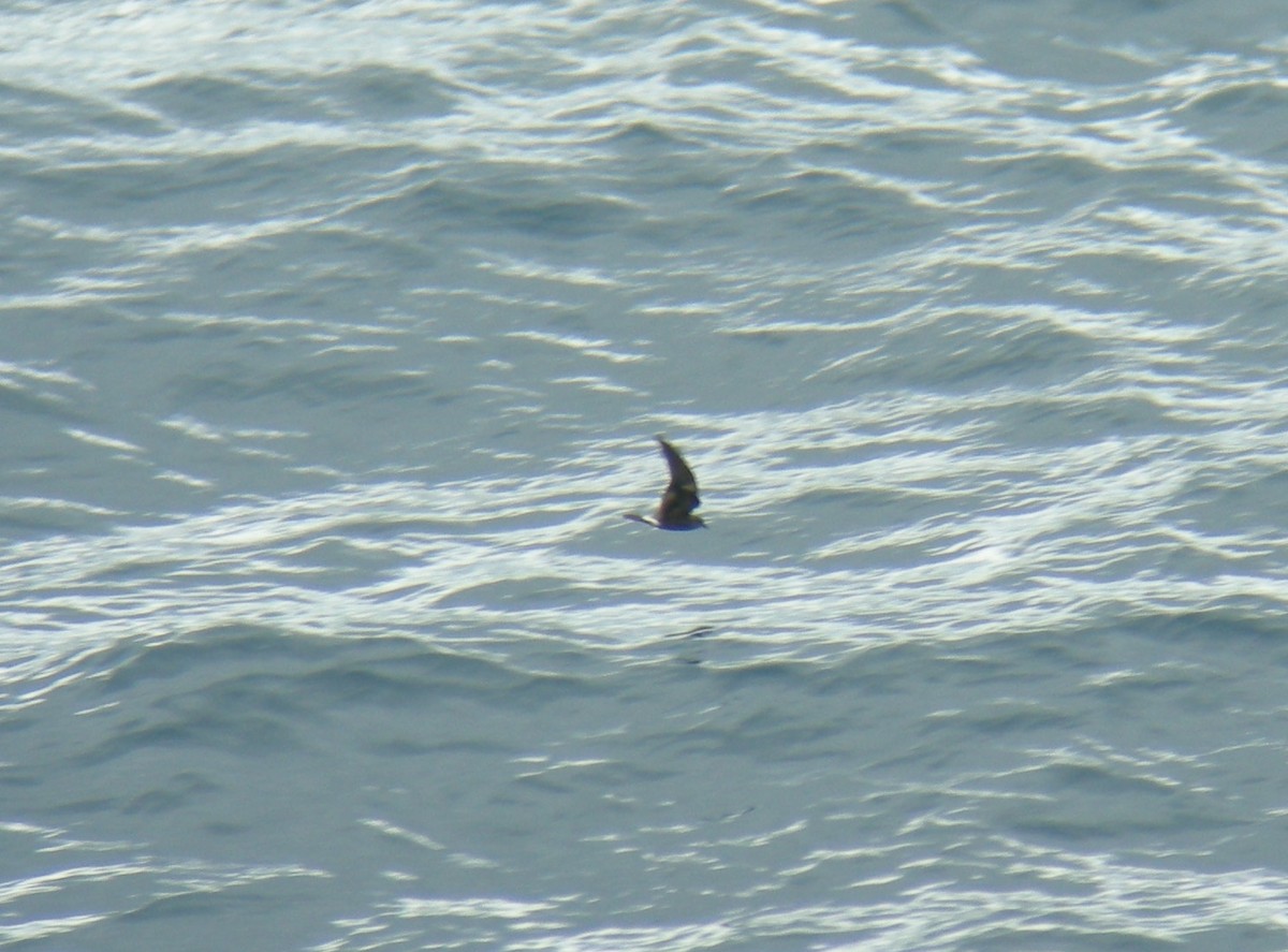 Wellenläufer - ML126924071