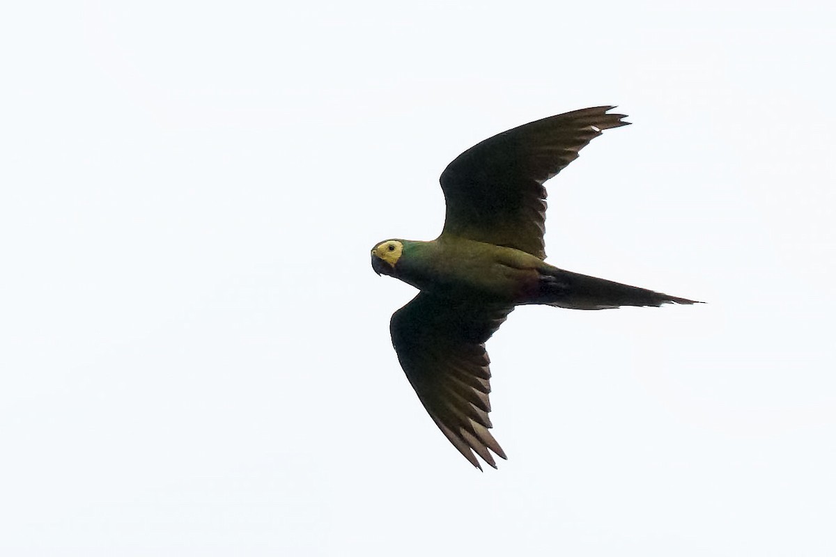Red-bellied Macaw - ML126924341