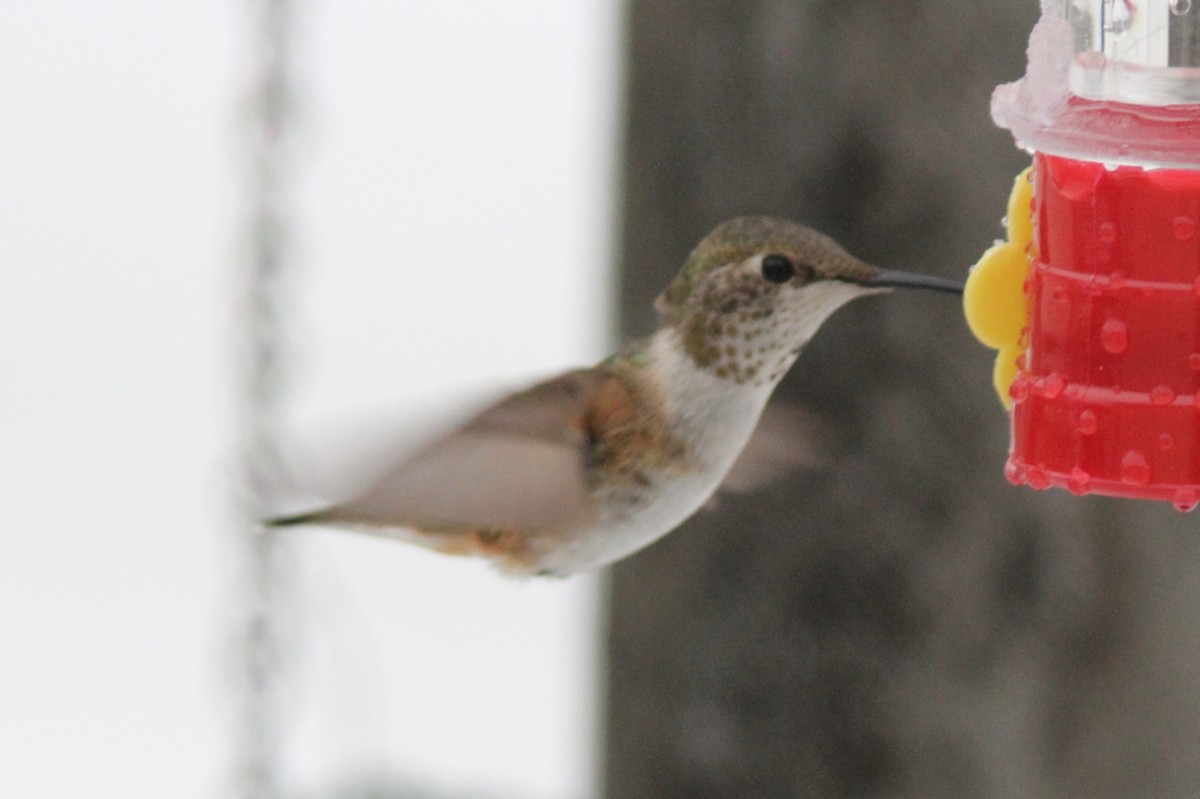 Rufous Hummingbird - ML126925501