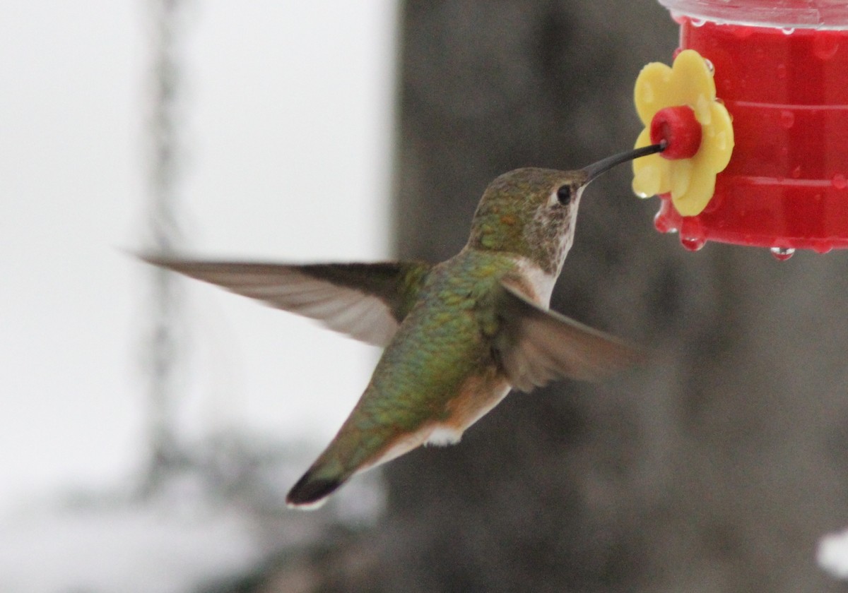 Rufous Hummingbird - ML126925521