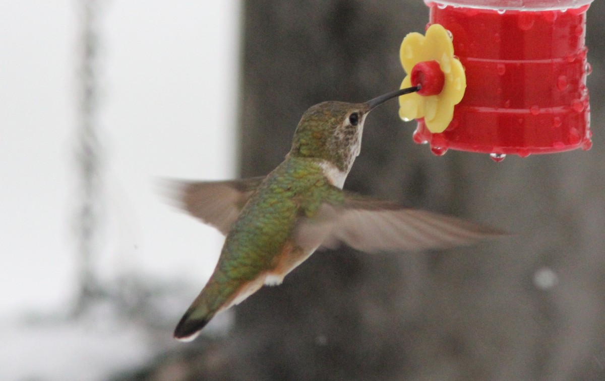 Rufous Hummingbird - ML126925531