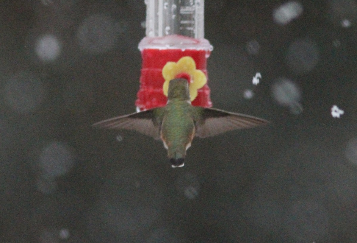 Rufous Hummingbird - ML126925541