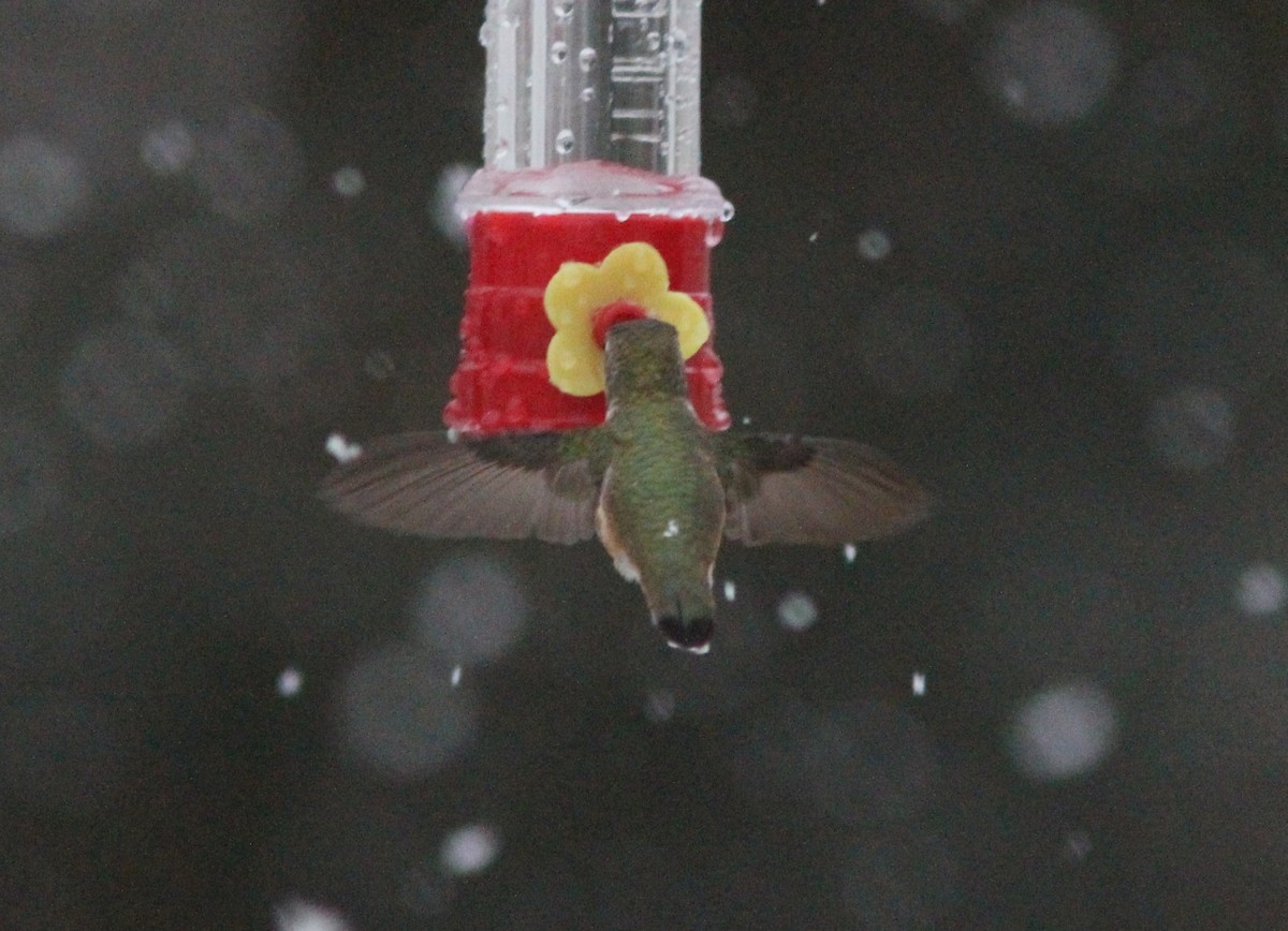 Rufous Hummingbird - ML126925551
