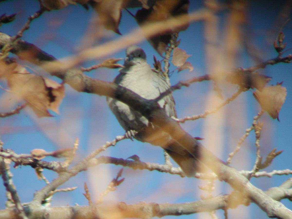 Eurasian Collared-Dove - ML126926001