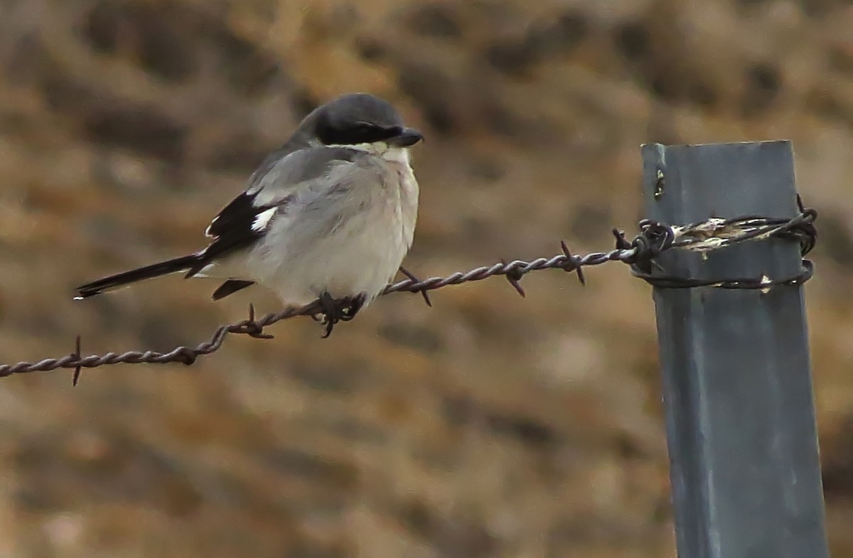 Loggerhead Shrike - ML126926571